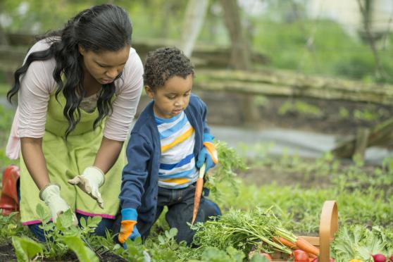 A woman and her toddler son are harvesting veggies together from their garden.